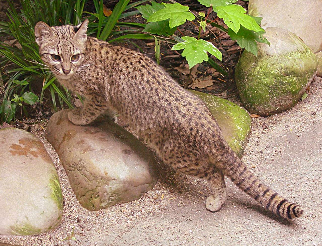 حيوان بري اصغر من النمر , حل الفزورة حيوان اصغر من النمر