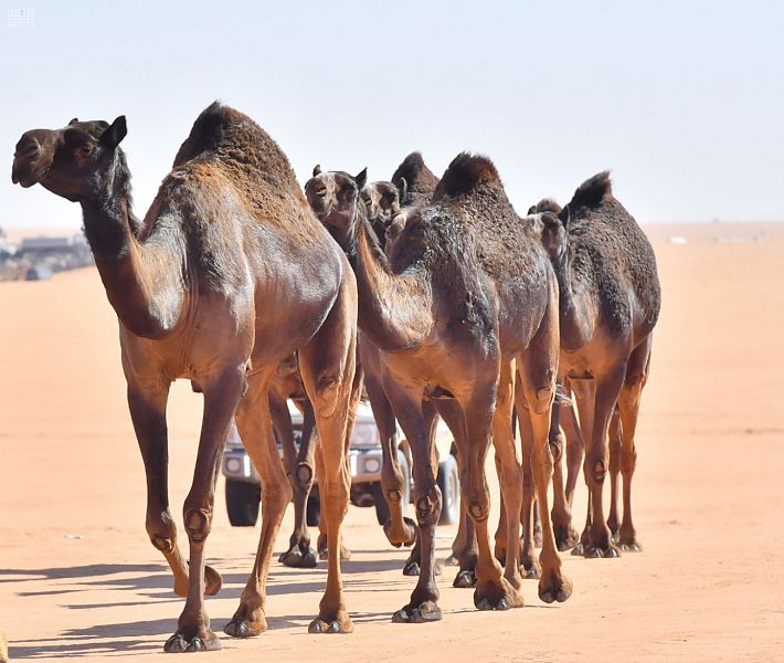 خلفيات ابل , ماهى الصفات التى تتميز بها الابل عن غيرها من الحيوانات