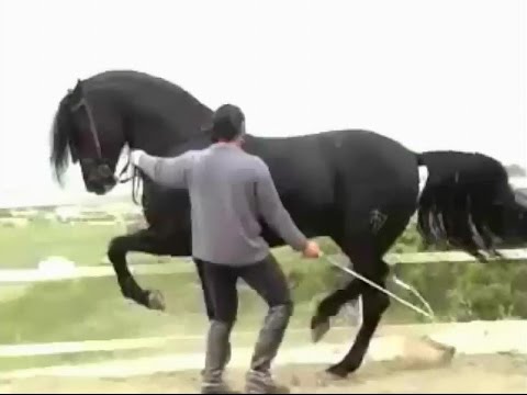 خيل اصيل - اجمل الخيل العربي الاصيل 1382 12