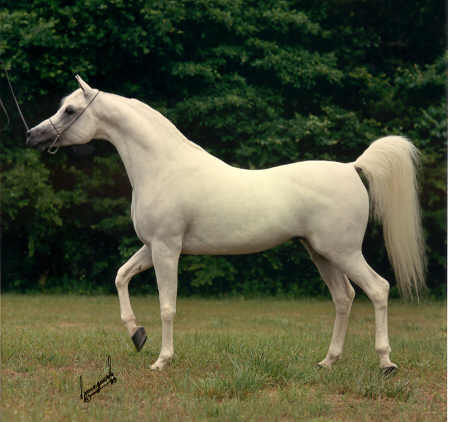 خيل اصيل - اجمل الخيل العربي الاصيل 1382 5