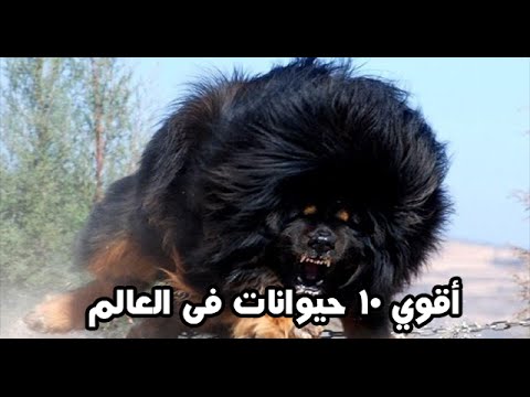 اقوي حيوانات بالترتيب - اشرس حيوانات العالم 1063 3