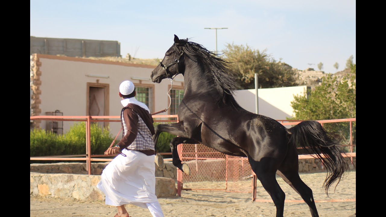 الخيل العربي الاصيل - حصان عربي اصيل 2677 12