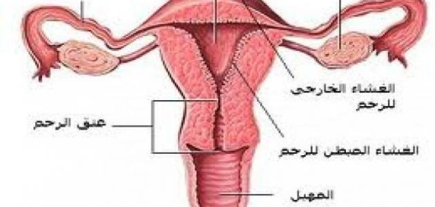 اسباب العقم - اكثر مسببات عدم الانجاب 1303 3