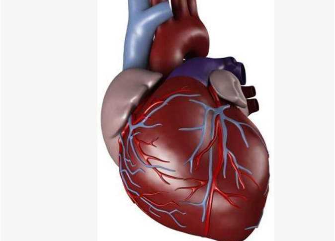 صور قلب الانسان - قلب الانسان و اهميته بالصور 474