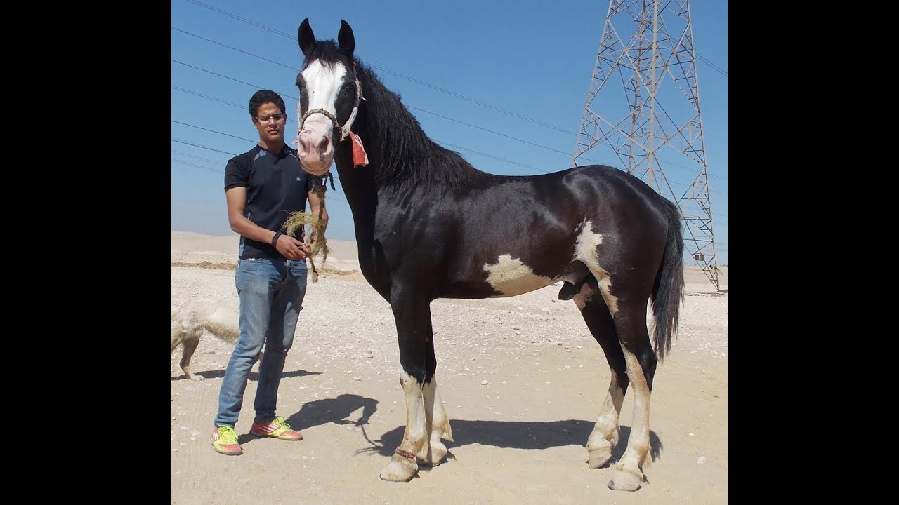 الخيل العربي الاصيل - حصان عربي اصيل 2677 3