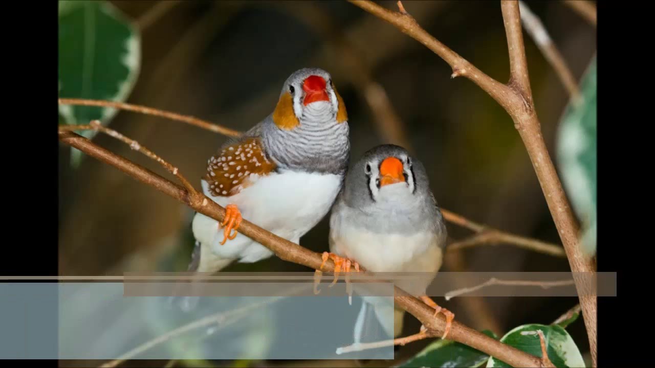 عصافير الزينة - عصافير الكنارى 4768