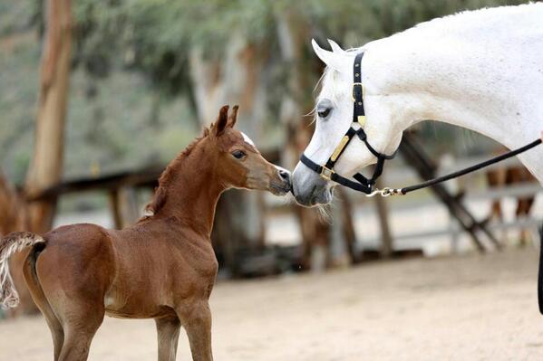 الخيل العربي الاصيل - حصان عربي اصيل 2677 4