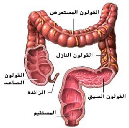 مرض القولون - ما هى اعراض مرض القولون 3993 2