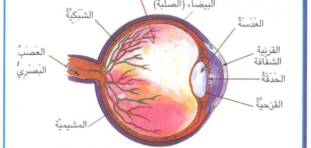 مكونات العين , تشريح العيون البشرية