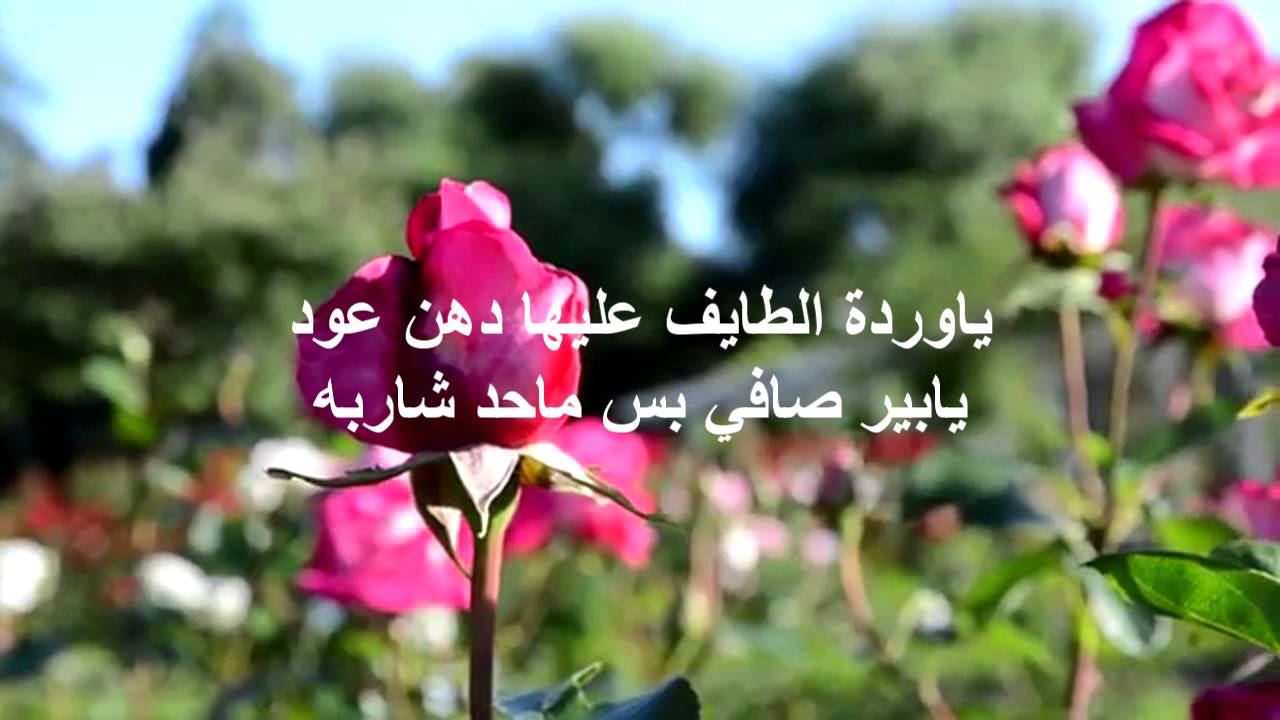 عبارات عن الورد - كلام عن الورد 5283 3