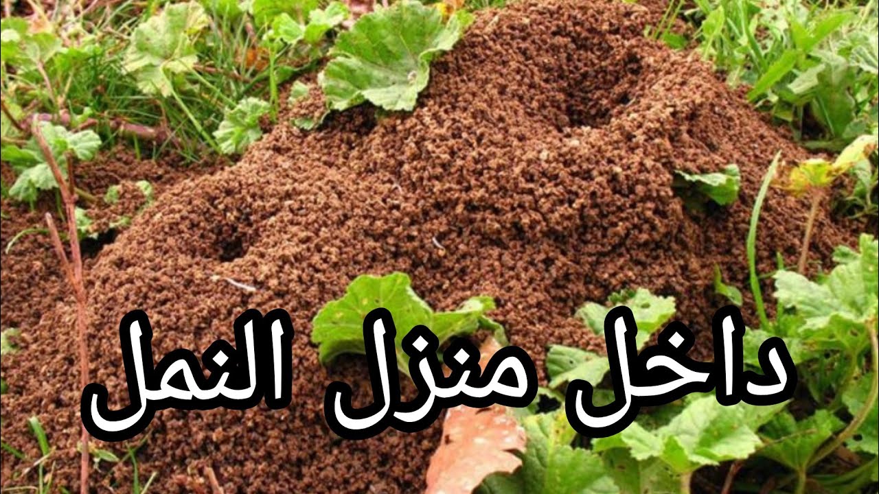 بيوت النمل من الداخل , شاهد الان المستعمره من الداخل