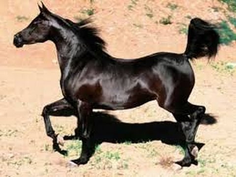 خيل اصيل - اجمل الخيل العربي الاصيل 1382 6