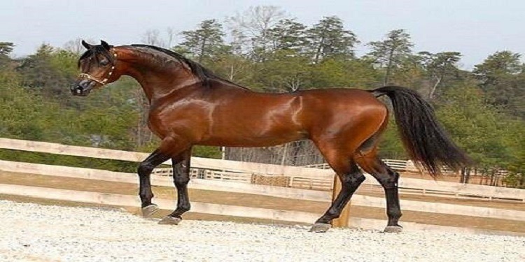 الخيل العربي الاصيل - حصان عربي اصيل 2677 8