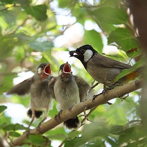 صور بلابل - انواع البلابل الجميلة بالصور 2169 12