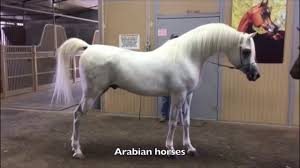 خيل عربي اصيل - اجمل خيول عربية 1751 9