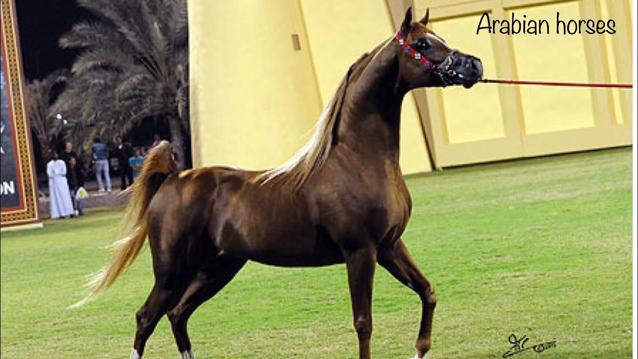 خيل عربي اصيل - اجمل خيول عربية 1751 1