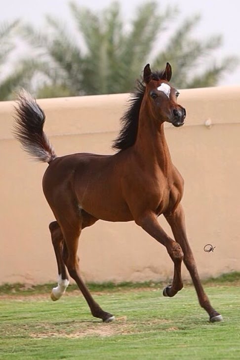 خيل اصيل - اجمل الخيل العربي الاصيل 1382