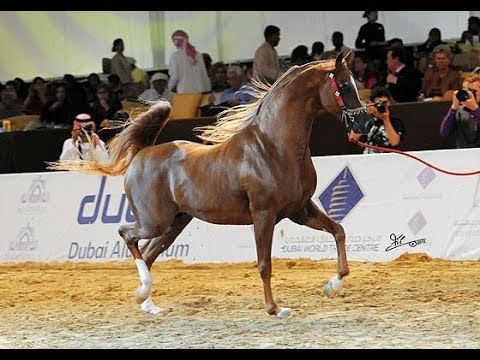 خيل عربي اصيل - اجمل خيول عربية 1751 4