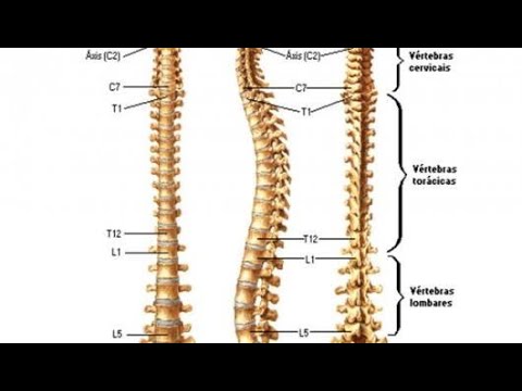 كم عدد فقرات العمود الفقري - معلومات عن العموم الفقري 544 2