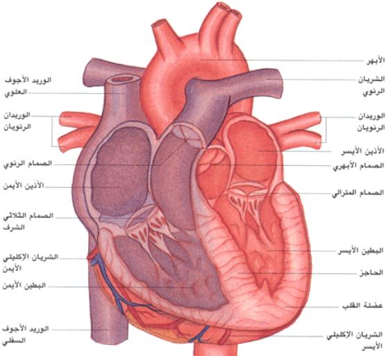 صور قلب الانسان - قلب الانسان و اهميته بالصور 474 8