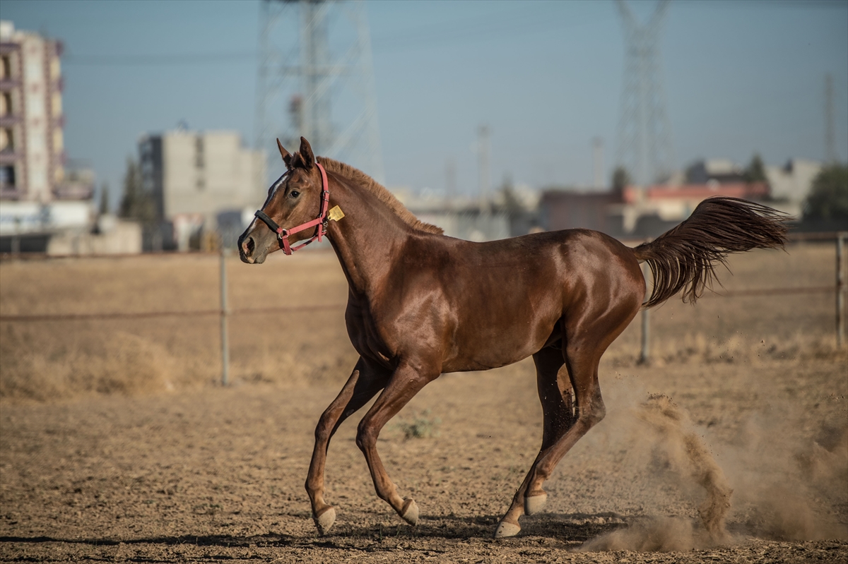 الخيل العربي الاصيل - حصان عربي اصيل 2677 7