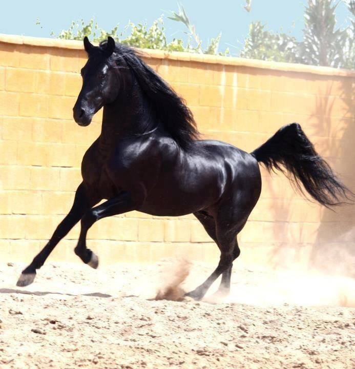 خيل اصيل - اجمل الخيل العربي الاصيل 1382 3