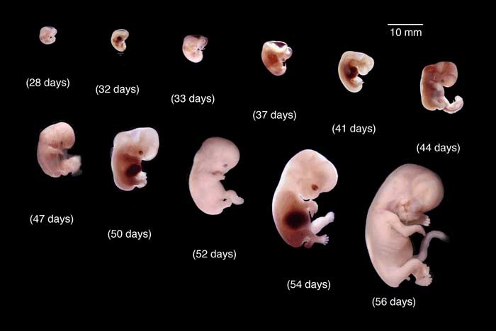 مراحل تكوين الجنين بالصور من اول يوم , كيف يكون الجنين في كل مرحله