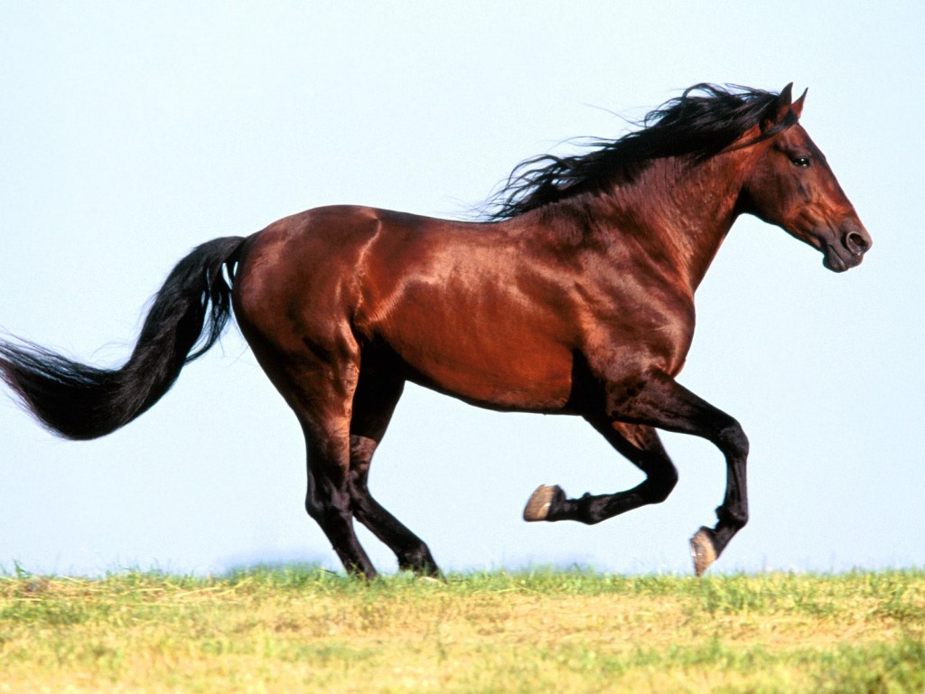 الخيل العربي الاصيل - حصان عربي اصيل 2677 5