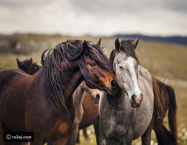 صور خيل - اجمل صور خيول 1747 5