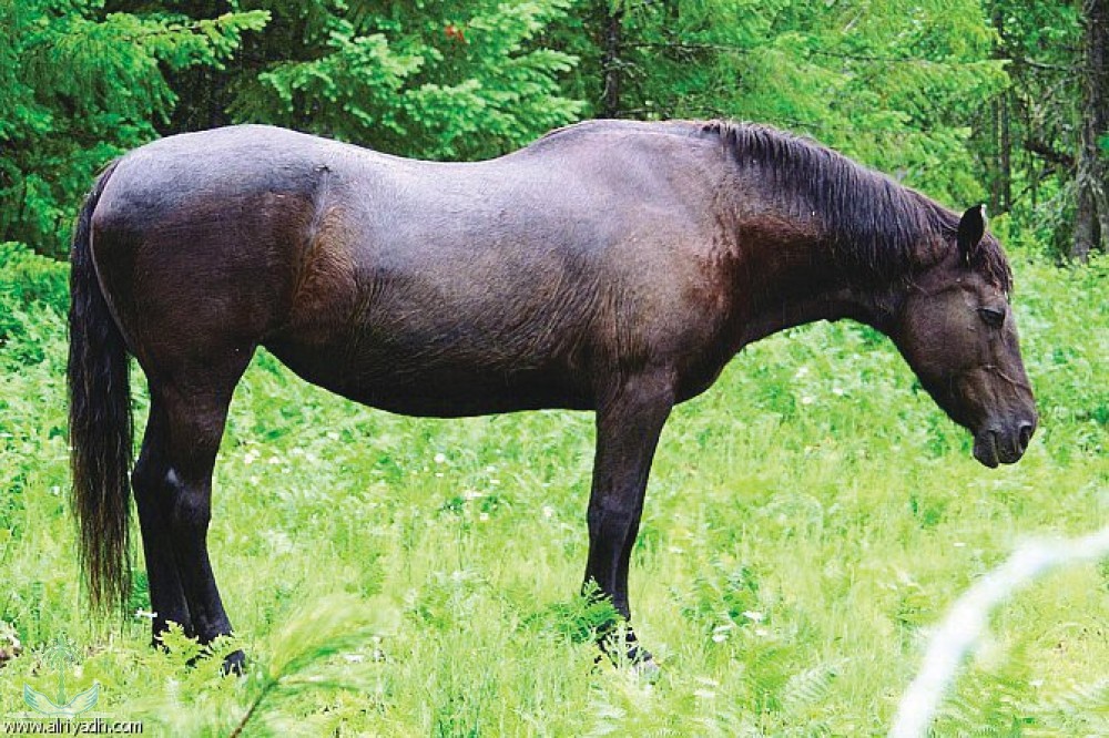 كيف ينام الخيل , طريقة نوم الخيول