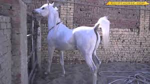 خيل عربي اصيل - اجمل خيول عربية 1751 8