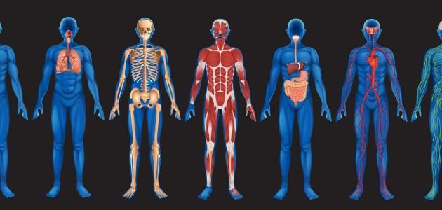 صور جسم الانسان , اروع الصور بالتفاصيل عن جسم الانسان