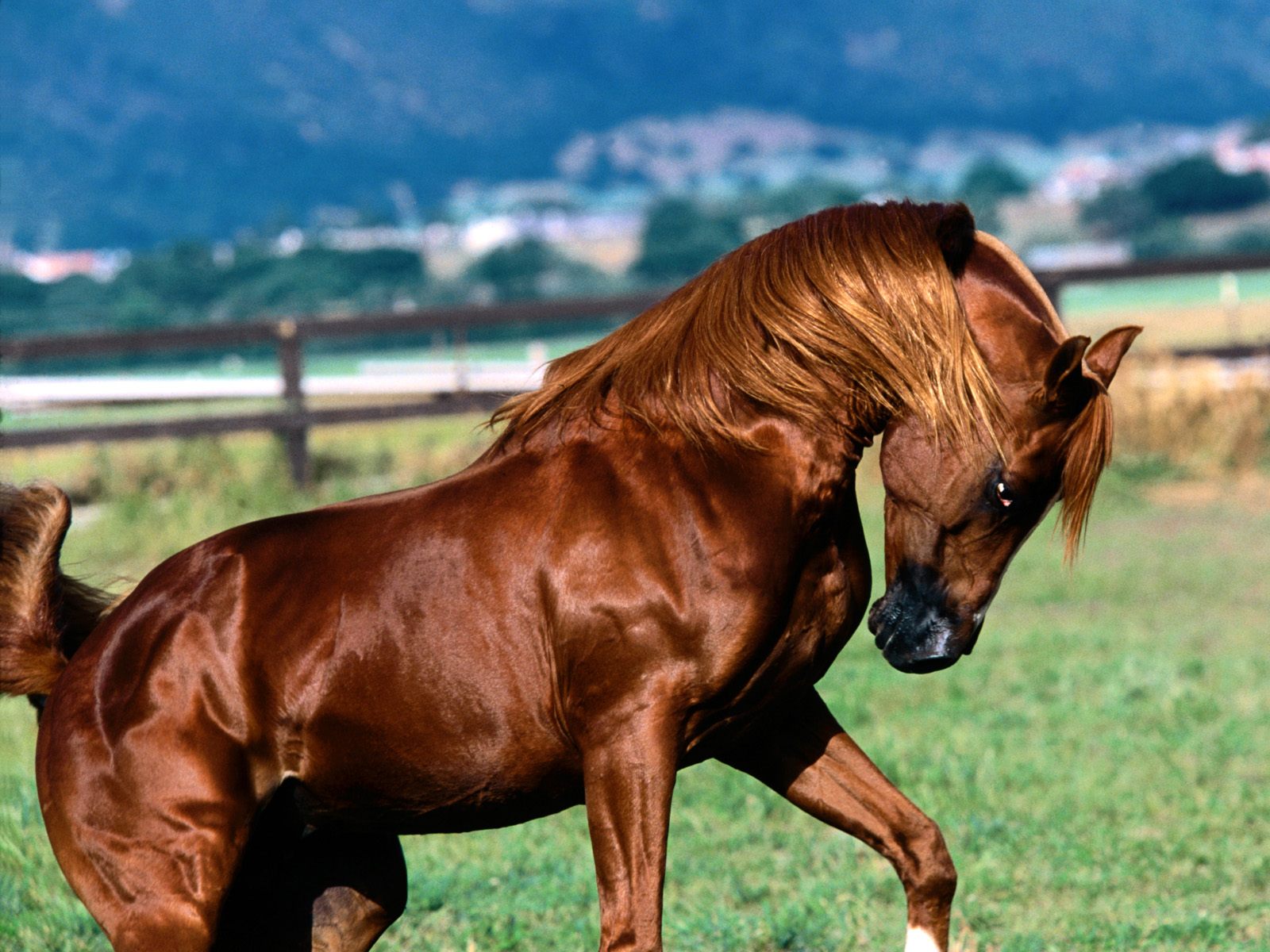 اجمل خيول في العالم - اجمل خيل العالم 6153 12