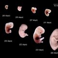 2087 12 مراحل تكوين الجنين بالصور من اول يوم - كيف يكون الجنين في كل مرحله بسمة شديد