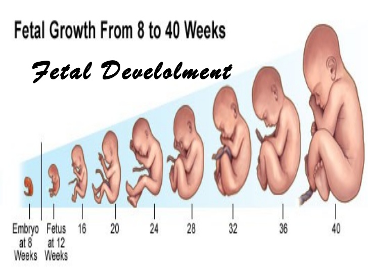 مراحل تكوين الجنين بالصور من اول يوم , كيف يكون الجنين في كل مرحله