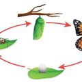 1086 3 مراحل نمو الفراشة - دورة حياة الفراشة فراولة ضاحكة