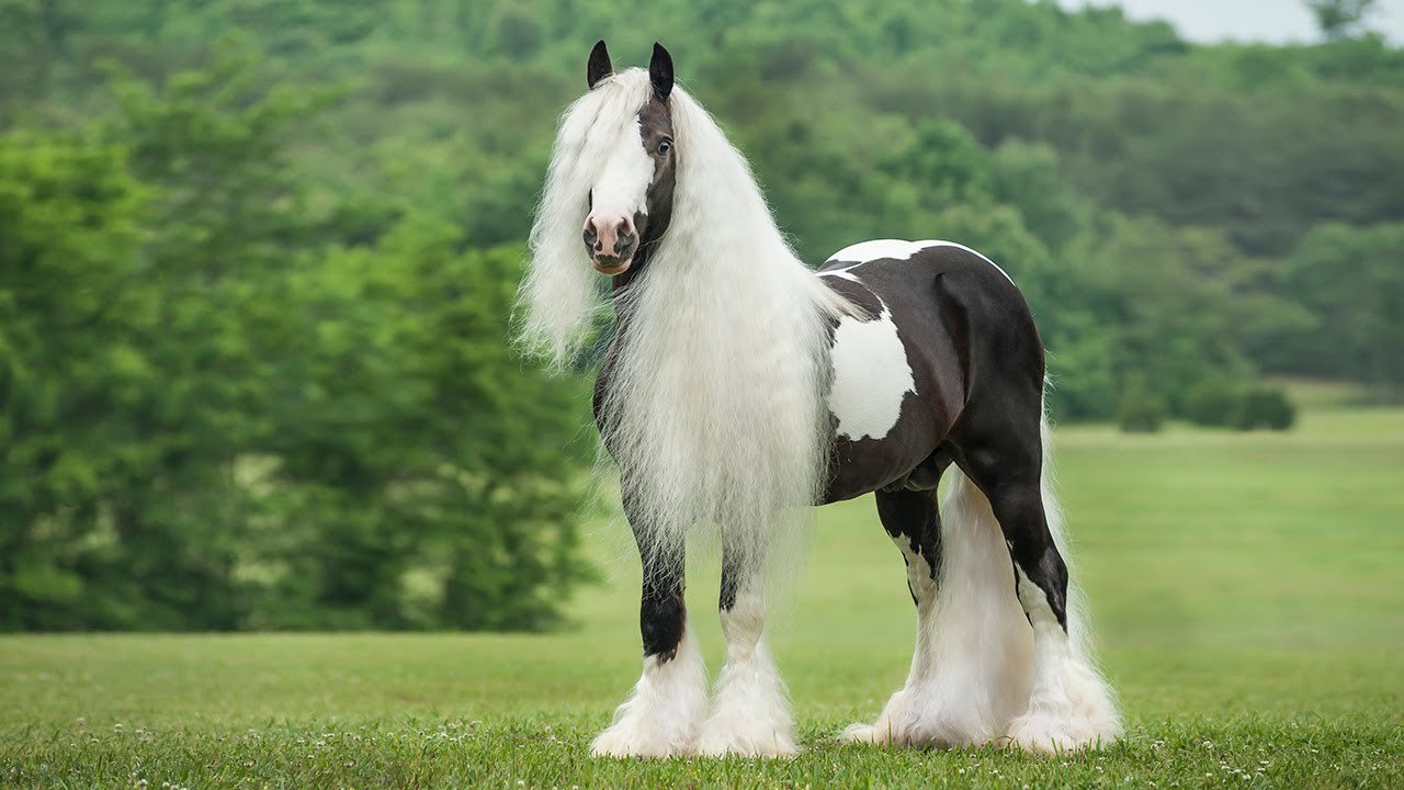 اجمل حصان في العالم , اجمل صوره احصنه موجوده لحد هتنبهرو تعالو شوفو